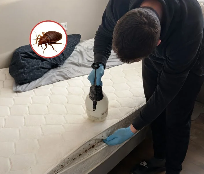 Technicien traitant un matelas contre les punaises de lit à Mauchamps